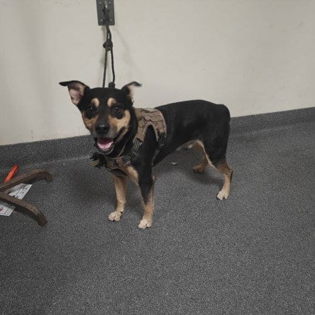 Photo of Tony, adoptable German Shepherd Dog in Los Angeles, California