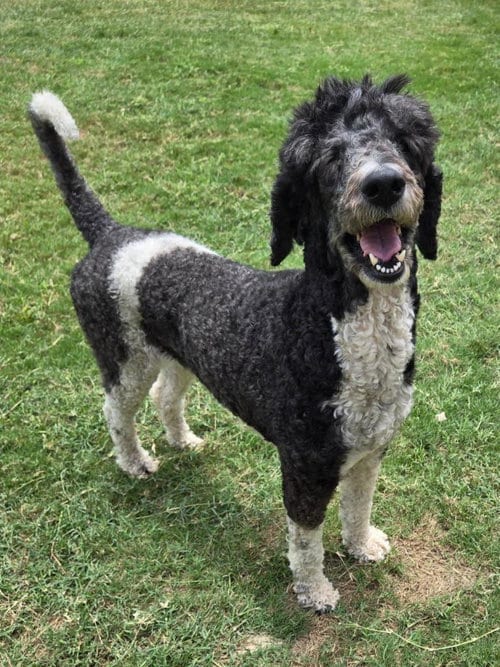 Photo of Amanda, adoptable Poodle (Standard) in San Antonio, Texas