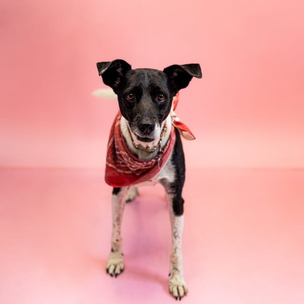 Photo of Cookie, adoptable Labrador cross in Lawrenceville, Georgia