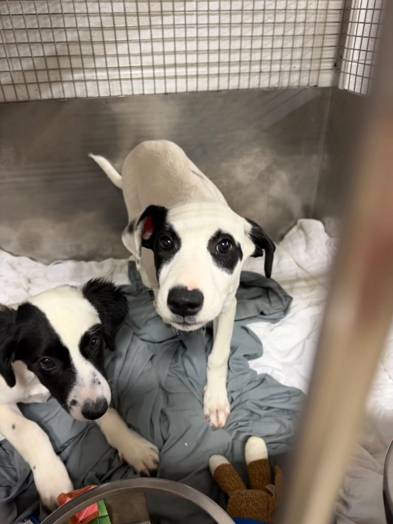 Photo of Peyton, adoptable Mixed Breed in Chickamauga, Georgia