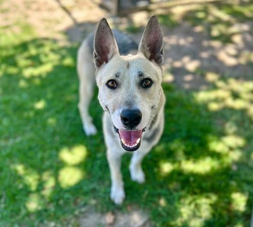 Photo of Tasha, adoptable German Shepherd Dog in Riverside, California