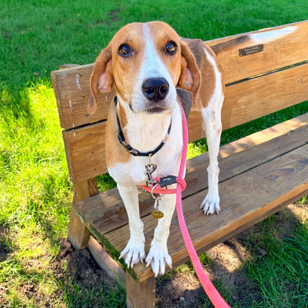 Photo of Monkey D. Dragon, adoptable Mixed Breed (Medium) in Grand Rapids, Michigan