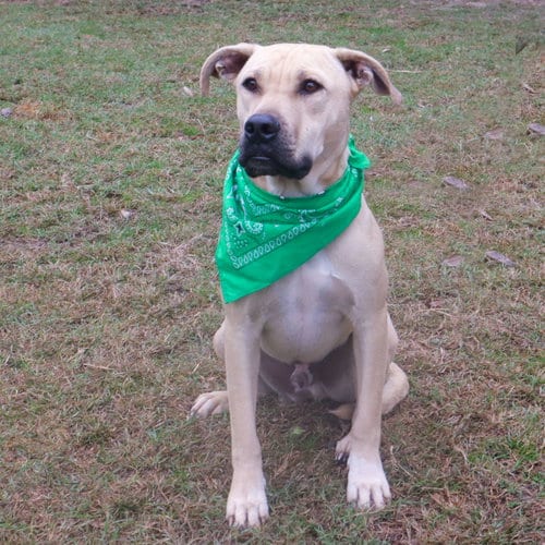 Photo of Chester, adoptable Yellow Labrador Retriever in Gun Barrel City, Texas