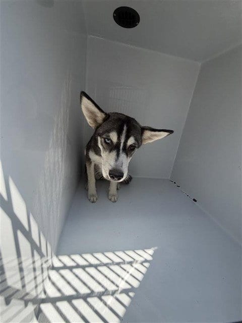 Photo of A662257, adoptable Husky in Houston, Texas