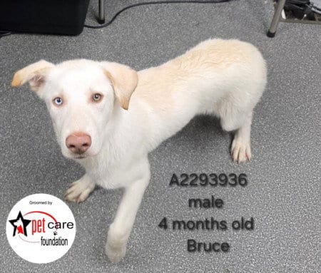Photo of Bruce, adoptable German Shepherd Dog in Los Angeles, California