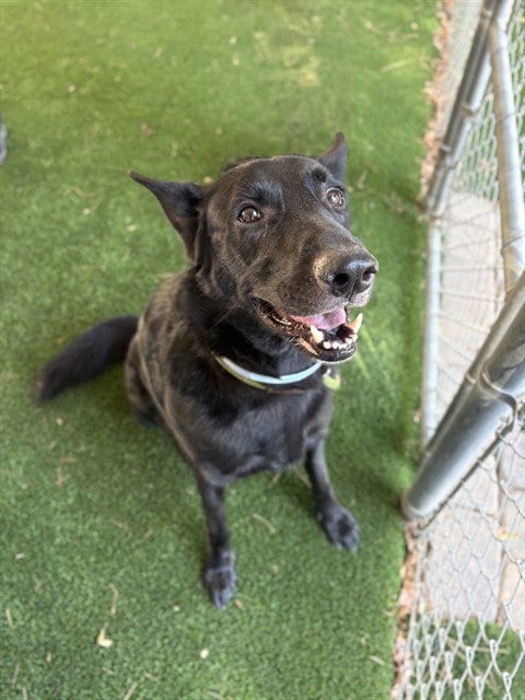 Photo of Katsu, adoptable Belgian Shepherd Malinois in Castaic, California