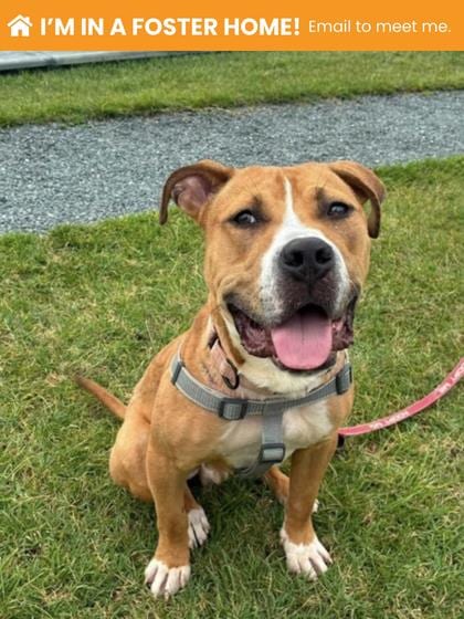 Photo of Hector, adoptable dog in Baltimore, Maryland