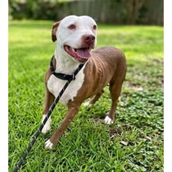 Photo of Kiwi, adoptable American Pit Bull Terrier in Texas City, Texas
