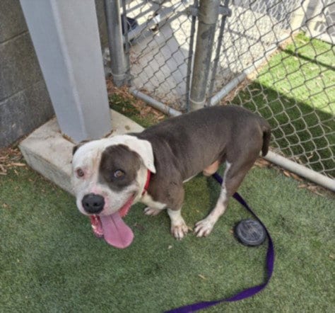 Photo of Mr Stumpy, adoptable Staffordshire Bull Terrier in Los Angeles, California