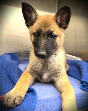 Photo of Ranger, adoptable Belgian Shepherd Malinois in Van Nuys, California