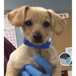 Photo of Paco, adoptable Chihuahua in Jurupa Valley, California