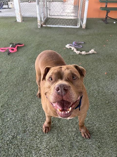 Photo of Tank, adoptable American Pit Bull Terrier in Miami, Florida