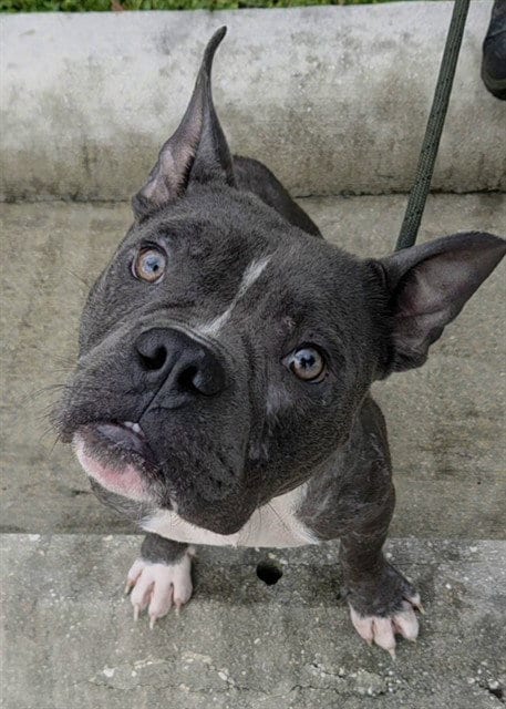 Photo of Radio, adoptable Bull Terrier in Fort Lauderdale, Florida