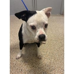 Photo of Lexi, adoptable French Bulldog in Doral, Florida