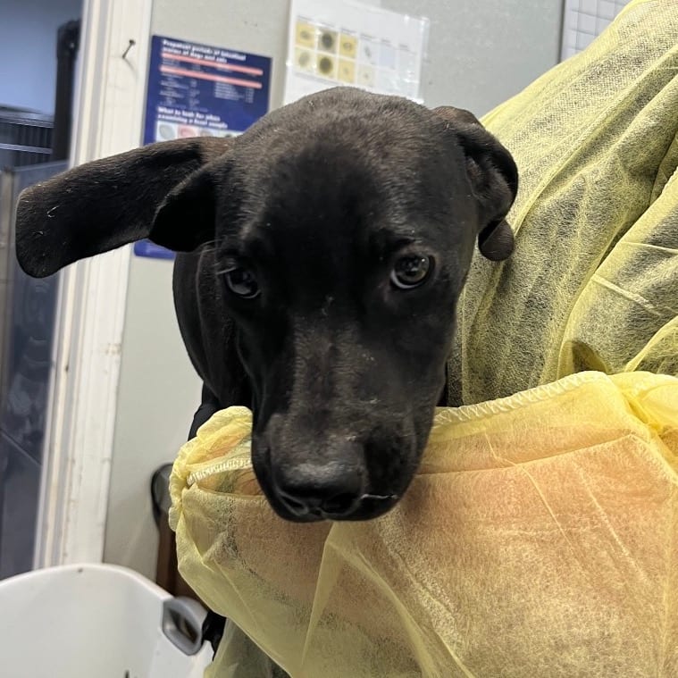 Photo of Lola, adoptable Mixed Breed (Medium)
