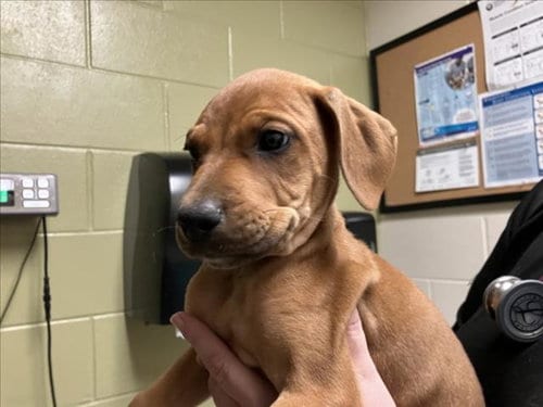 Photo of Buffy, adoptable Boxer in Chapel Hill, North Carolina