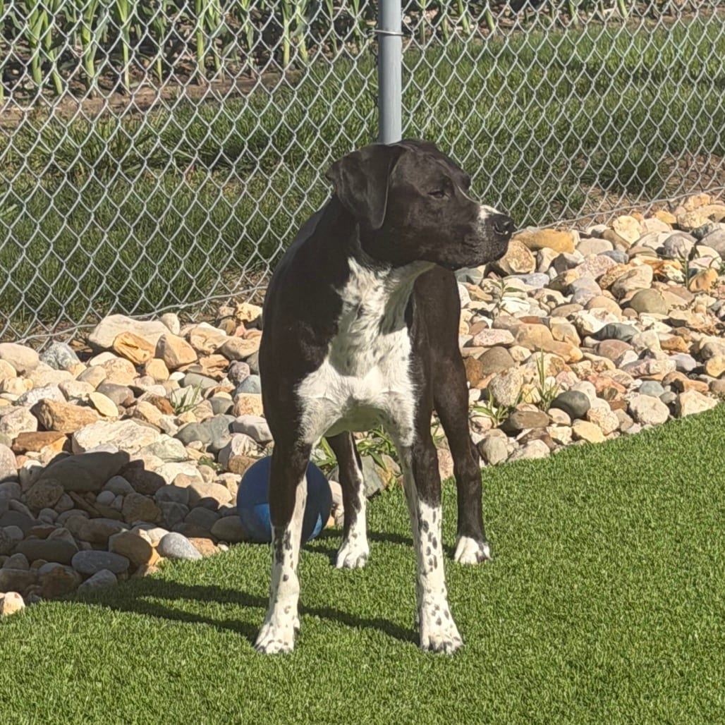 Photo of Oliver, adoptable Pointer, German Shorthaired in Sullivan, Illinois