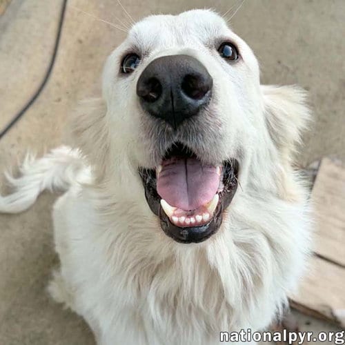Photo of Fluffy in NC - Has The Sweetest Puppy-Dog Eyes, adoptable Great Pyrenees in Beacon, New York