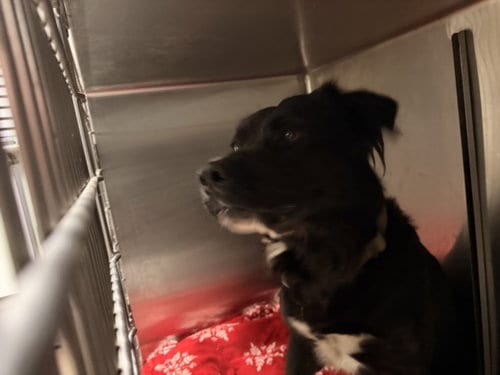 Photo of Lucas, adoptable Australian Shepherd in Van Nuys, California