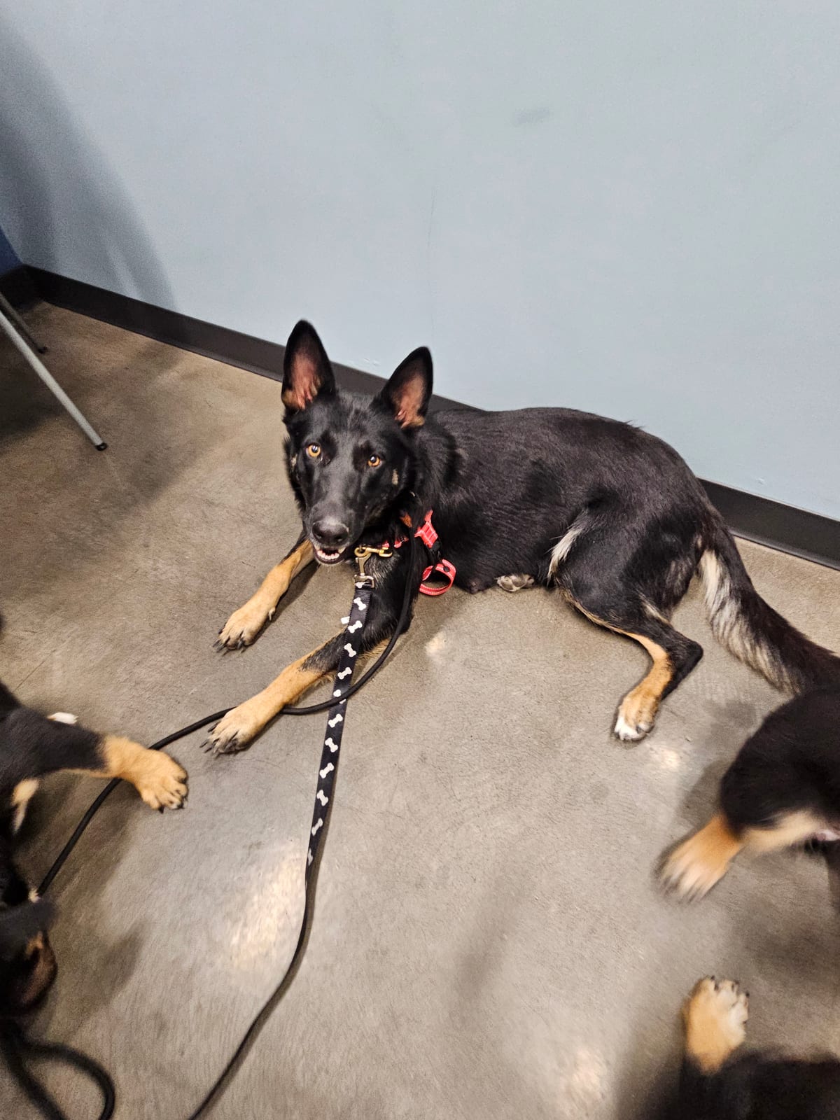 Photo of Trinity, adoptable German Shepherd Dog in Maricopa, Arizona