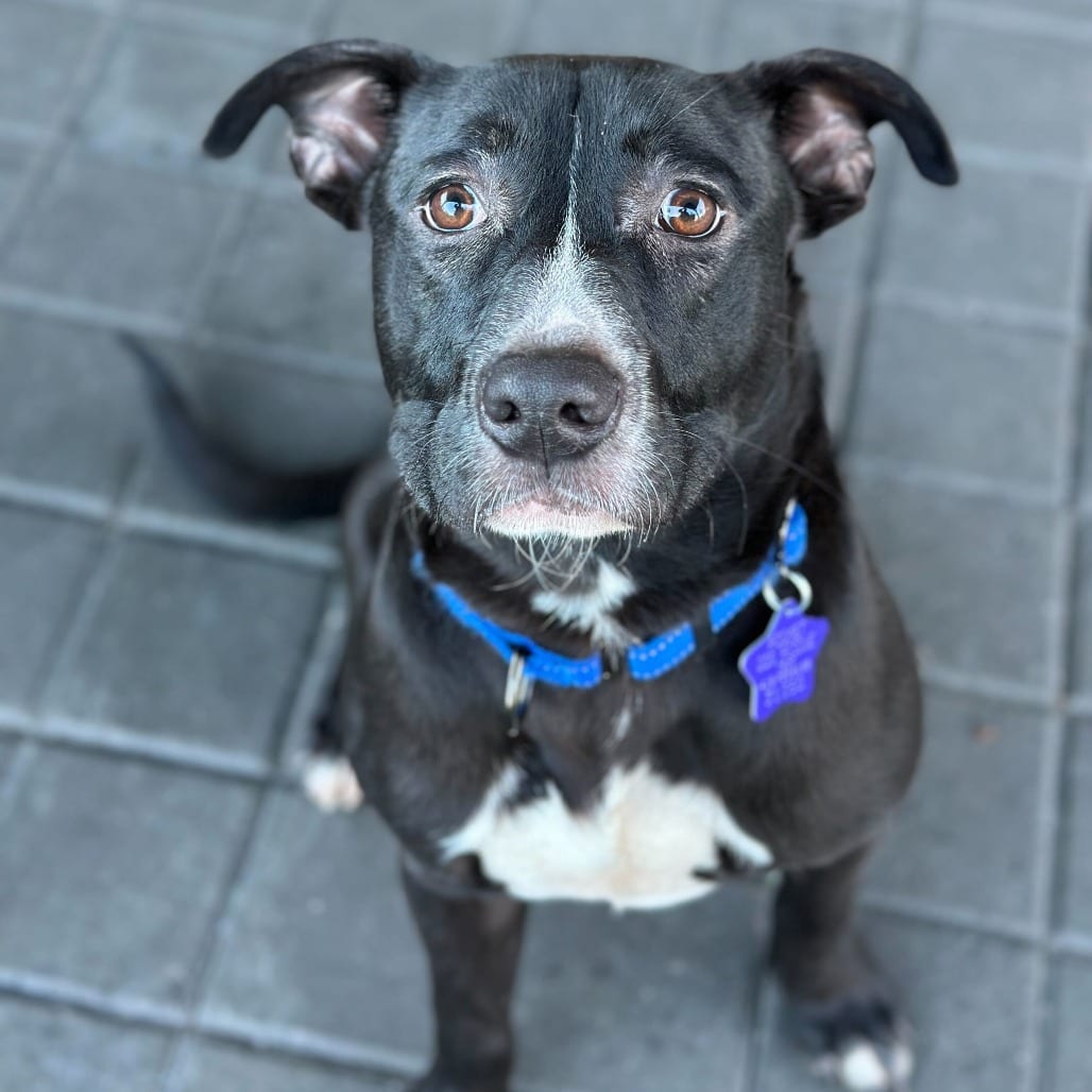 Photo of Montclair, adoptable Mixed Breed (Medium) in San Francisco, California