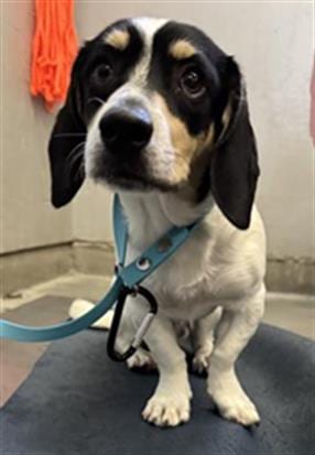 Photo of Fonzie, adoptable Beagle in Camarillo, California