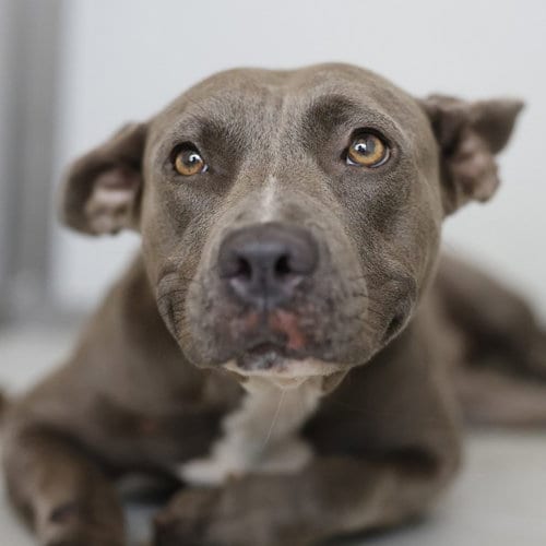 Photo of June, adoptable American Staffordshire Terrier in San Antonio, Texas