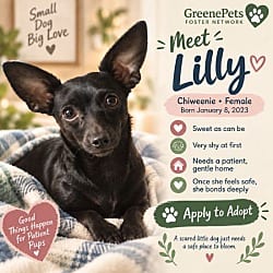 Photo of Lilly, adoptable Chiweenie in Pluckemin, New Jersey