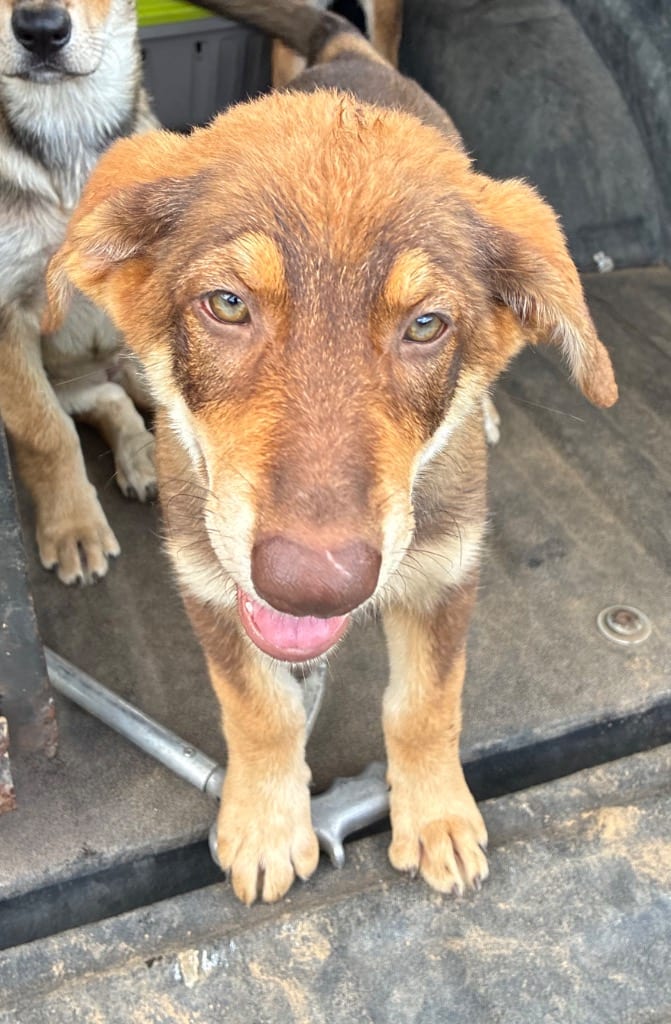 Photo of Mullet, adoptable German Shepherd Dog in Chickamauga, Georgia
