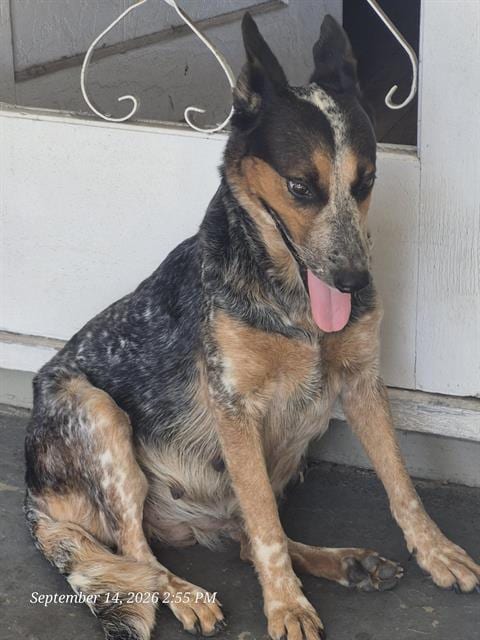 Photo of A826080, adoptable Australian Cattle Dog/Blue Heeler in San Antonio, Texas