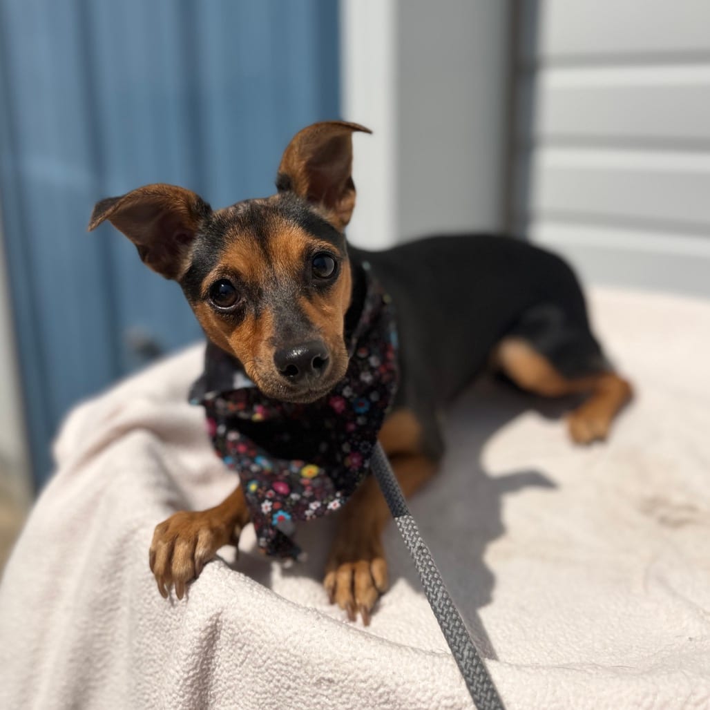 Photo of Doris, adoptable Chihuahua / Mixed Breed (Small) in Newberg, Oregon