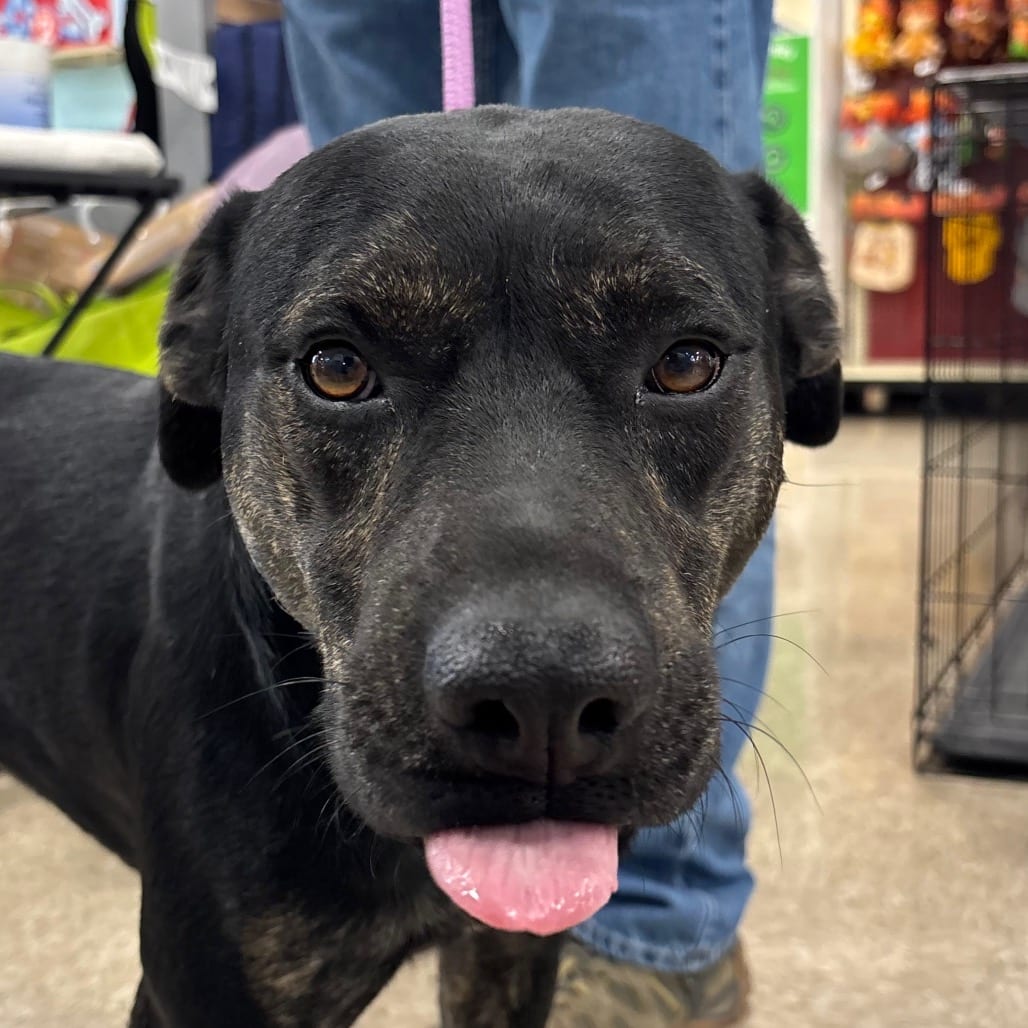 Photo of Topper, adoptable Mixed Breed (Medium) in Pineville, Missouri