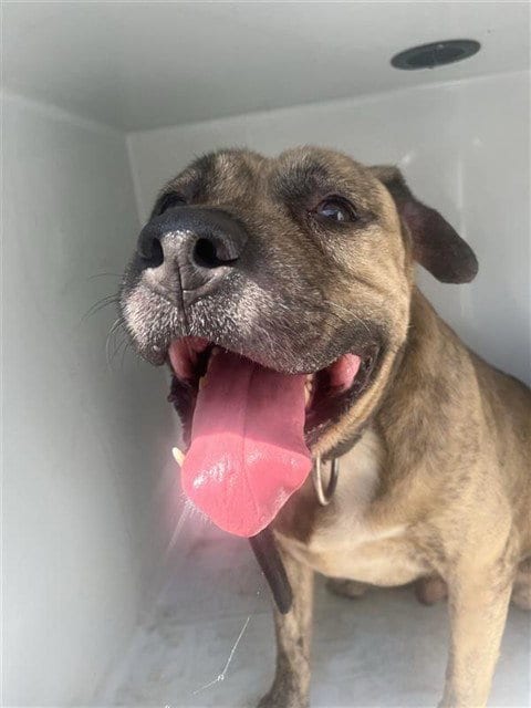 Photo of A662144, adoptable Mastiff in Houston, Texas