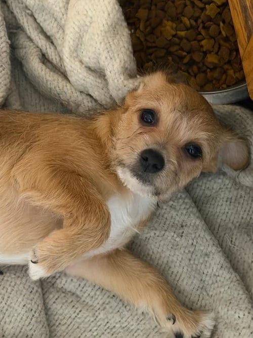 Photo of Marcia, adoptable Chihuahua in Hewitt, New Jersey