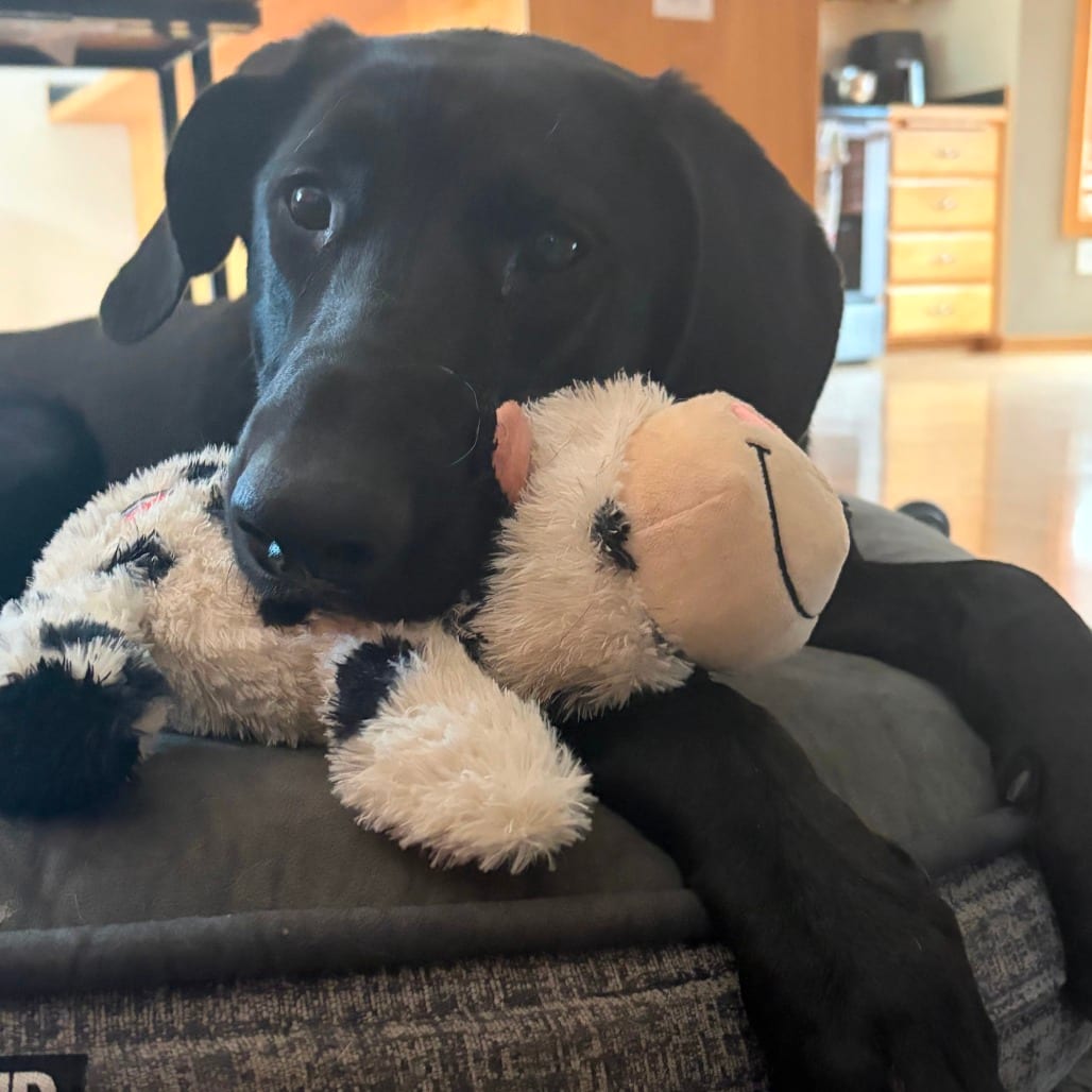 Photo of Charlie D11160, adoptable Retriever, Black Labrador / Greyhound in Princeton area, Minnesota