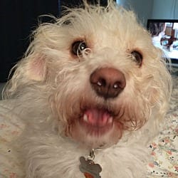 Photo of Bear, adoptable Jack Russell Terrier in Gretna, Florida