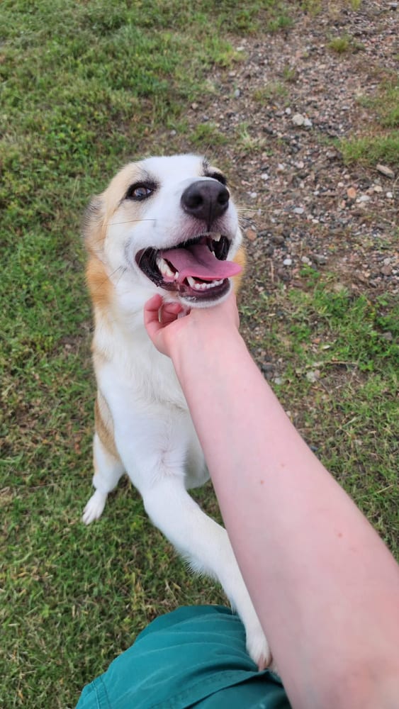 Photo of Zoey, adoptable Shepherds (All Types) in Oak Bluffs, Massachusetts