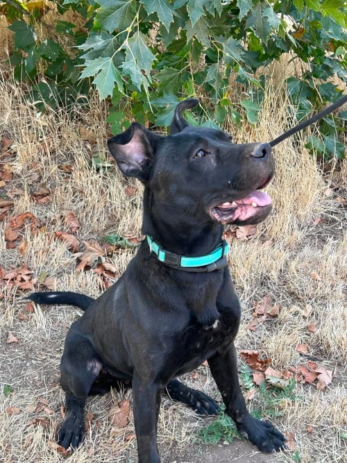 Photo of Ozzie Osbourne, adoptable Pit Bull Terrier in Yreka, California