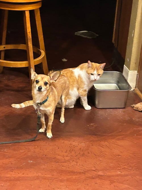 Photo of Squirrel, adoptable Chihuahua in San Diego, California