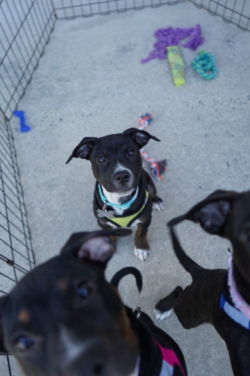 Photo of Sierra- Brynns litter, adoptable American Staffordshire Terrier in Holly Springs, North Carolina