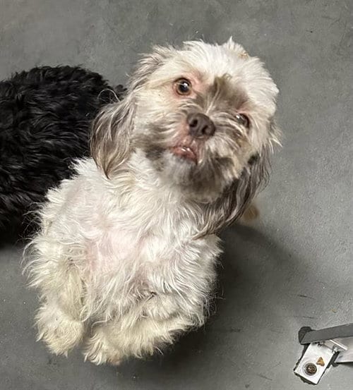 Photo of Hillie, adoptable Lhasa Apso in Santa Cruz, California