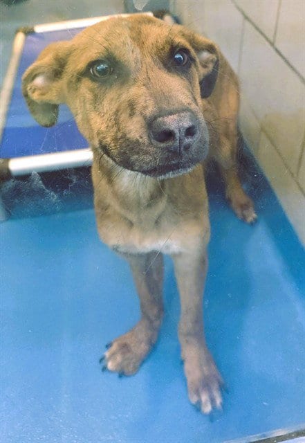 Photo of Oliver, adoptable Pit Bull Terrier in Dallas, Texas