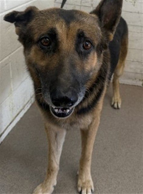 Photo of Caspian, adoptable German Shepherd Dog in San Bernardino, California
