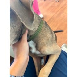 Photo of Dewalt, adoptable Mixed Breed (Medium) in Baton Rouge, Louisiana