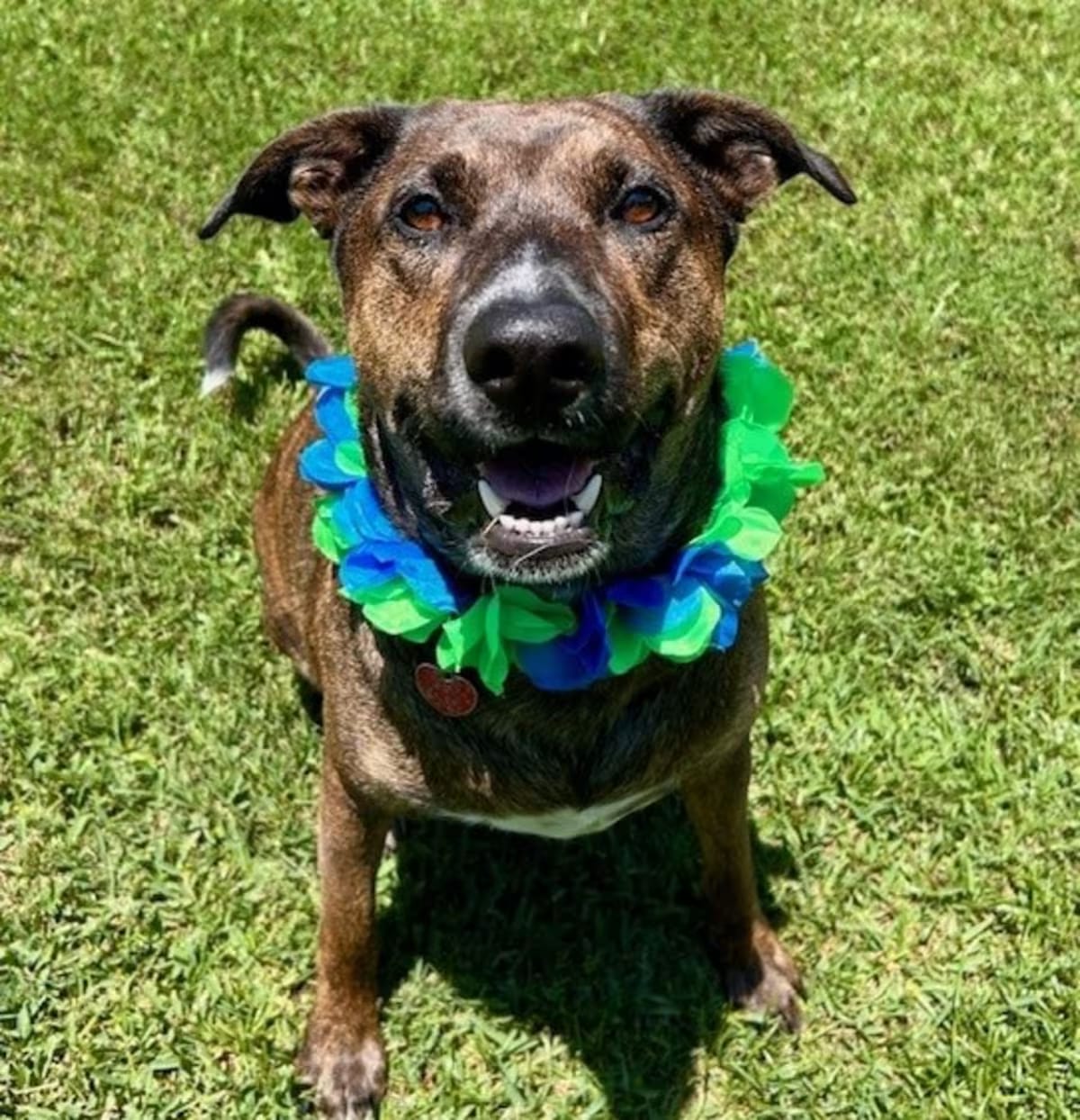 Photo of Jack H, adoptable Mixed Breed (Medium) in Vineyard Haven, Massachusetts