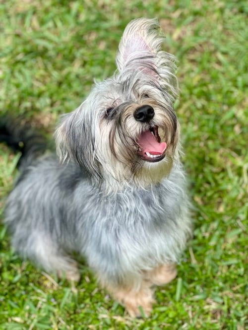 Photo of Thunder, adoptable Maltese in Valrico, Florida