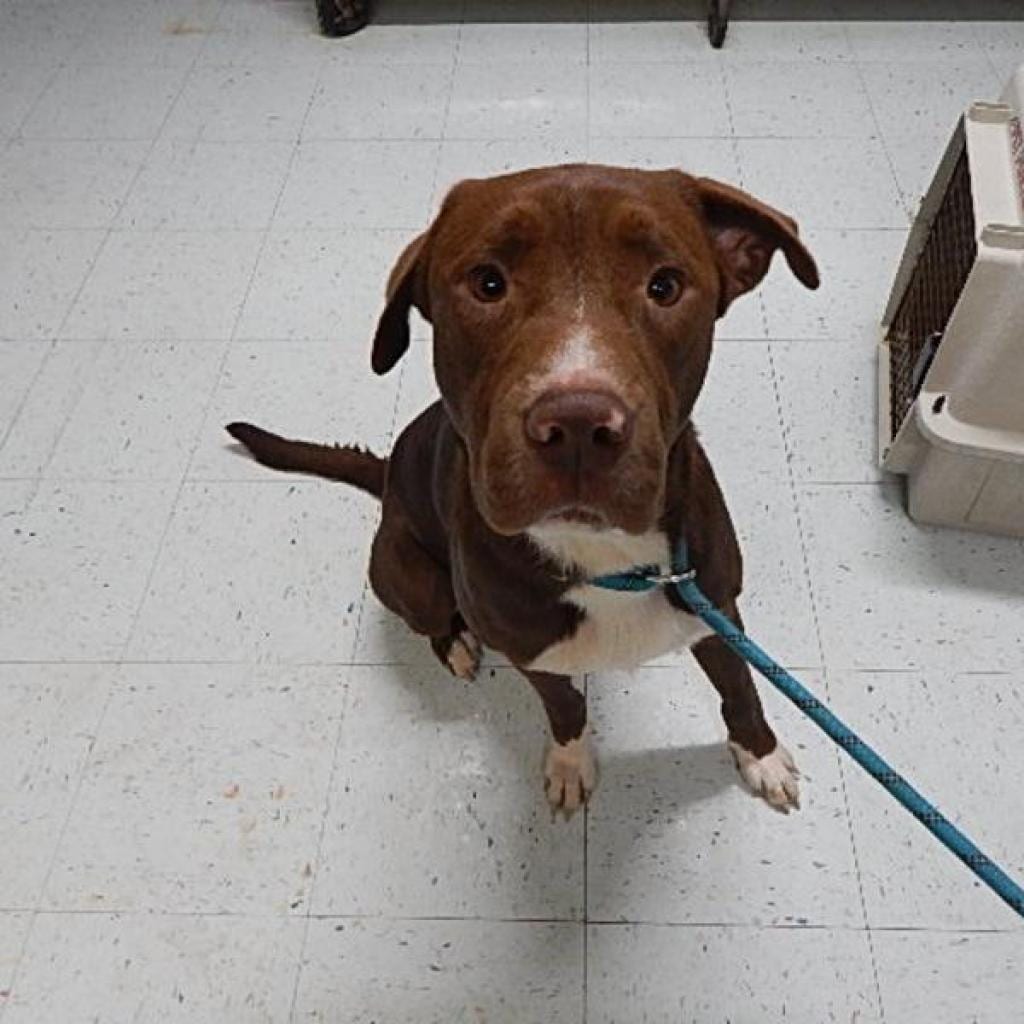 Photo of Diego, adoptable Retriever, Labrador / Mix