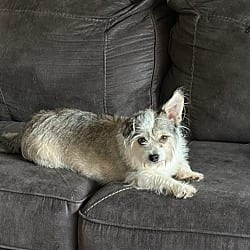 Photo of Boo, adoptable Chihuahua Terrier (Unknown Type, Small) in Union Grove, Wisconsin