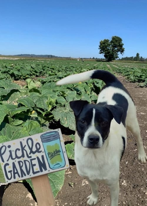 Photo of Pickles, adoptable Terrier in Cherry Valley, California