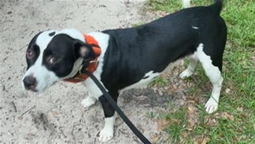 Photo of Molly, adoptable American Pit Bull Terrier in Ocala, Florida